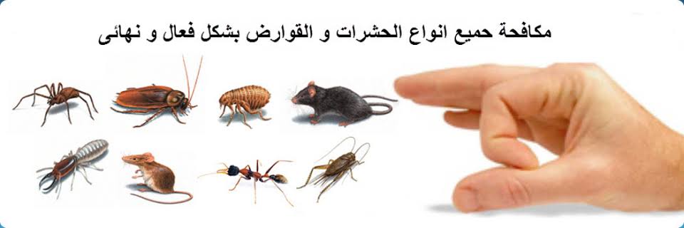  شركة مكافحة حشرات الرياض